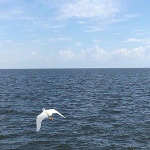 Meet your Posher, Tamara